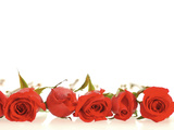 Buy Row of Red Roses at AllPosters.com