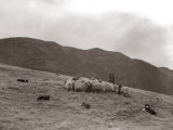 A Shepherd with His Border Collie Sheep Dogs Checks His Flock Somewhere on the Cumbrian Hills, 1935