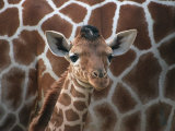Baby Giraffe at Whipsnade Wild Animal Park