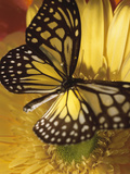 Black and Yellow Butterfly on Yellow Flower