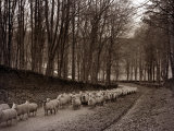 Sheep are Brought Down from the High Pastures to Their Winter Grazing, 1934