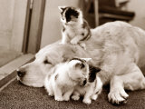 Golden Retriever Dog Adopts Kittens, 1964