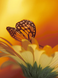 Buy Monarch Butterfly on Daisy at AllPosters.com
