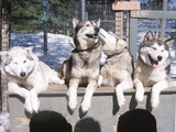 Husky Dogs in Kennel