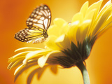 Black and Yellow Butterfly on Yellow Flower