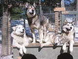Cute Huskies in Dog Kennel