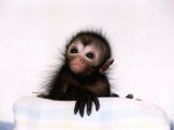 Black Spider Monkey Pedro at Colchester Zoo, 1994 Photographic Print