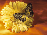 Black and Yellow Butterfly on Yellow Flower