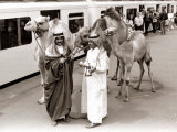 Camels with Arab Handlers at Olympia Station, August 1986