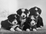 Buy Scotch Bearded Collie Four Unidentified Puppies Owned by Willison at AllPosters.com