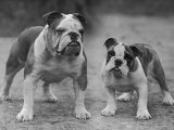 Buy Two Unnamed Bulldogs Stand Together Owned by Green at AllPosters.com