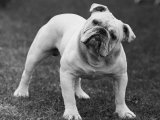 Buy Bulldog at AllPosters.com