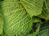 Buy Lettuce Leaves at AllPosters.com