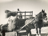 Harvesting in Sussex with a Shire Horse and Cart