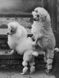 Pair of Miniature Poodles Owned by Thomas from the Fircot Kennel