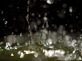 Buy Water Drops Falling at AllPosters.com