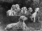 Postchaise Pluto One of Mrs Rowberry's Bitches with Her Puppies in a Basket