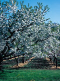 Blossoming Orchard