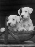 Buy Two Unnamed Sealyhams Sitting in a Trug at AllPosters.com