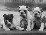 Three Bulldog Puppies Owned by Monkland