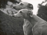 The Heads of Two Whippets Owned by Whitwell