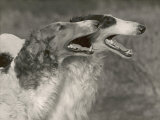 Two Borzois