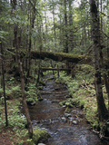 Buy Stream Flowing Through the Woods at AllPosters.com