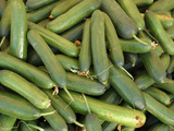 A Large Pile of Freshly Harvested Green Cucumbers