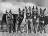 Group of Mrs Leslie Thornton