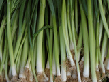 Buy Green Onions at AllPosters.com