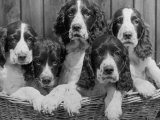 Five Large Spaniel Puppies Crowded in a Basket Owner: Browne