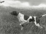 Buy Field Trials Champion Banchory Grouse Owned by Lorna Countess Howe at AllPosters.com