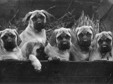 Buy Row of Mastiff Puppies Owned by Oliver at AllPosters.com