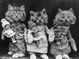 Buy Living Kittens Dressed up and Carrying Dolls at AllPosters.com
