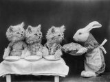 Living Kittens Dressed up are Served a Meal by Their Chef Rabbit