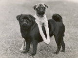 Couple of "Banchory" Pugs