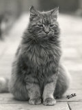 Fluffy Domestic Cat Sitting on the Pavement