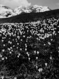The Passage of Stelvio in the Spring
