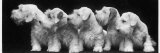 Group of Five Sealyham Puppies Looking Away from the Camera