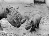 Black Rhinoceros with Straw on Her Face Playing with Her Baby Rhino!