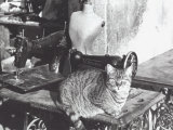 Cat, Sewing Machine and Manikin