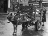 Small Boy Waits Patiently on a Donkey Cart in the Market Place at Kildare Co Kildare Ireland