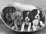 These Four Cavalier King Charles Spaniel Puppies Sit Quietly in the Basket