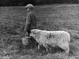 Little Boy Carring a Metal Pail of Feed is Followed by a Hungry Sheep!