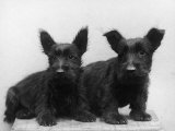 Buy Two Timid Looking Black Scottie Puppies at AllPosters.com