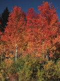 Buy Autumn in Grand Tetons National Park, Wyoming, USA at AllPosters.com