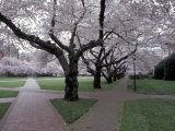 Cherry Blossoms on the University of Washington Campus, Seattle, Washington, USA