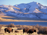 Bison above Great Salt Lake, Antelope Island State Park, Utah, USA