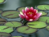 Water Lily and Pods at the Woodland Park Zoo Rose Garden, Washington, USA