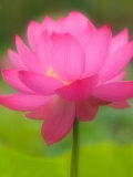 Buy Perry's Water Garden, Lotus Blossom, Franklin, North Carolina, USA at AllPosters.com